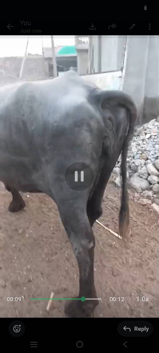 આ ભેસ વેચવાનીસે