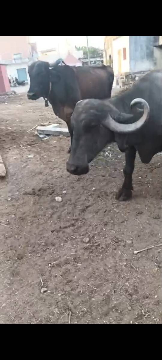 આ ભેસ વેચવાનીસે