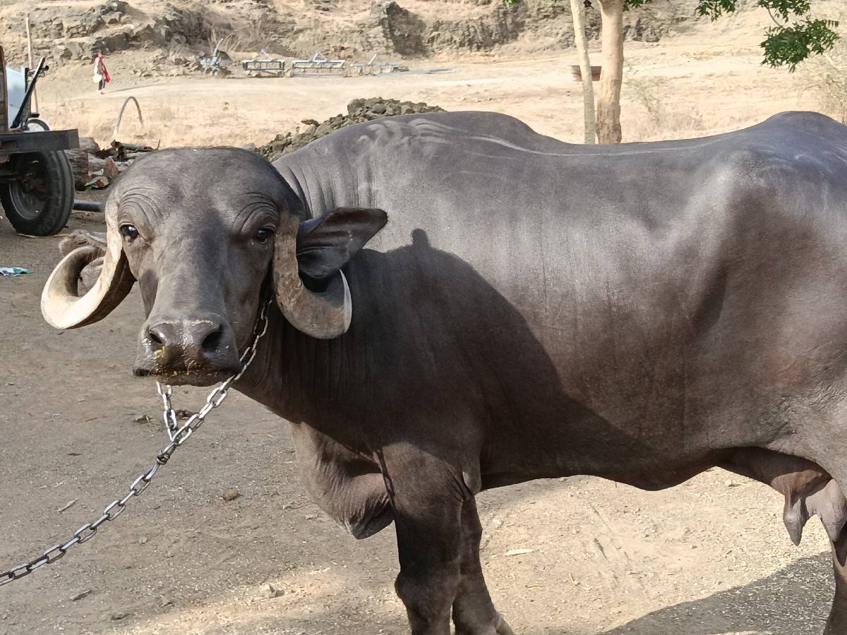 ભેંસ વેચવાની છે જાફરાબાદી