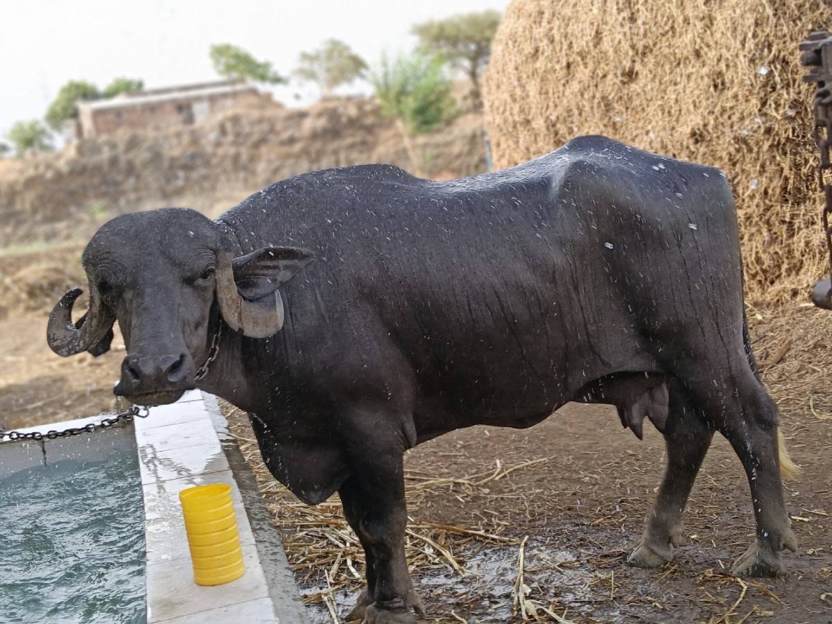 ભેંસ વેચવાની છે જાફરાબાદી