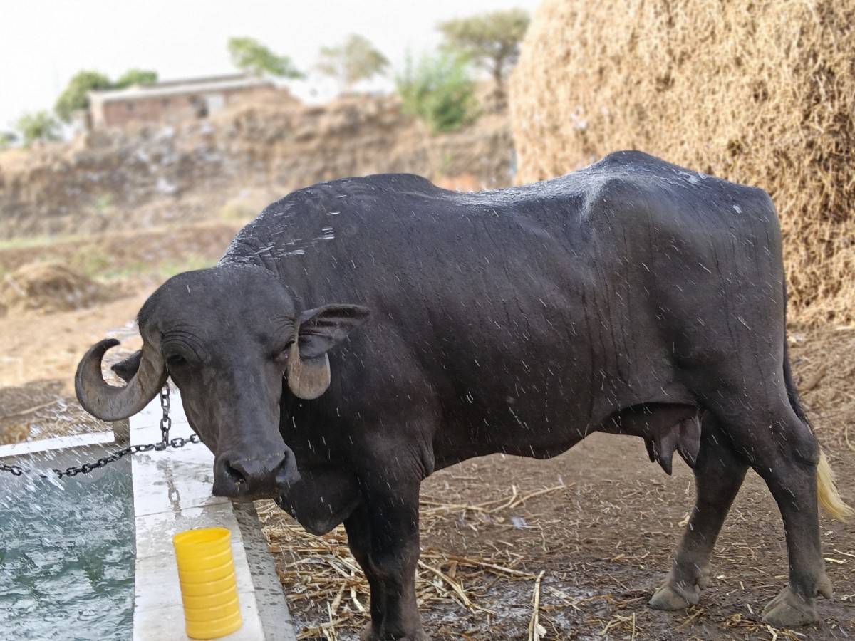 ભેંસ વેચવાની છે જાફરાબાદી