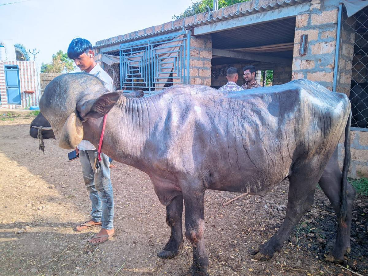 આ પાડૉ જાફરાબાદી સે