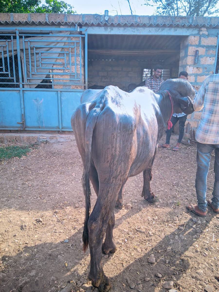 આ પાડૉ જાફરાબાદી સે