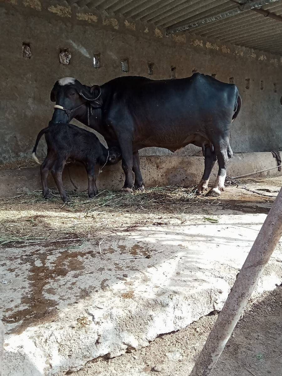 ભેંશ વેછવાની છે બેજુ વેતર છે