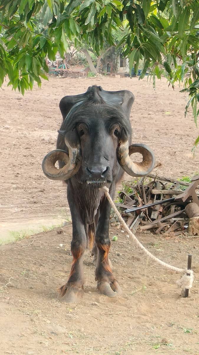 ખડેલી વેચવા ની સે