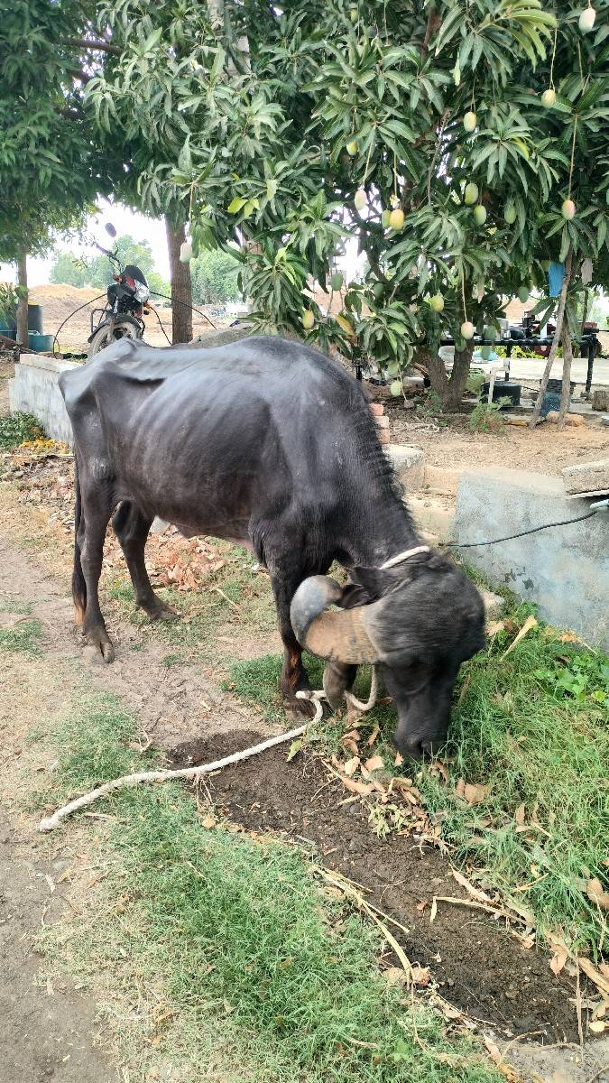 ખડેલી વેચવા ની સે