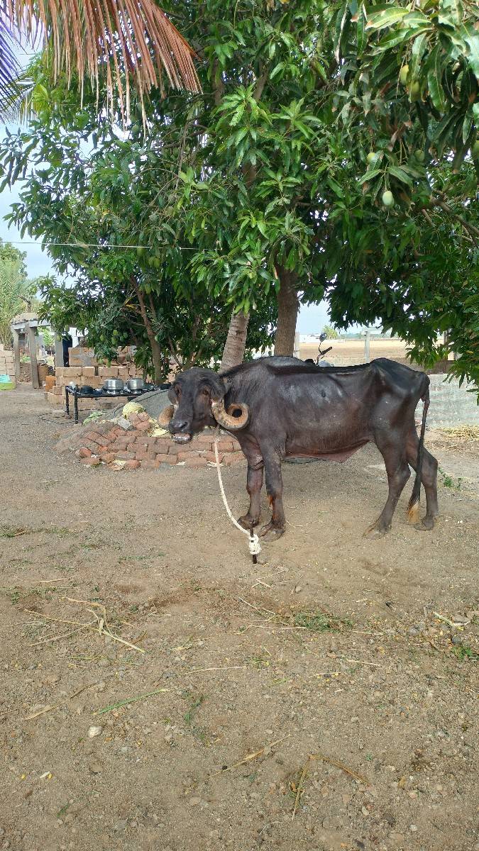 ખડેલી વેચવા ની સે