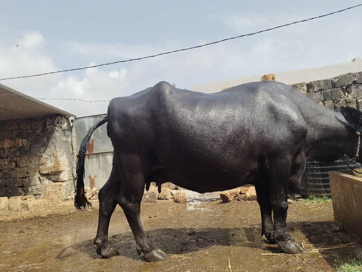 ત્રીજું વેતર