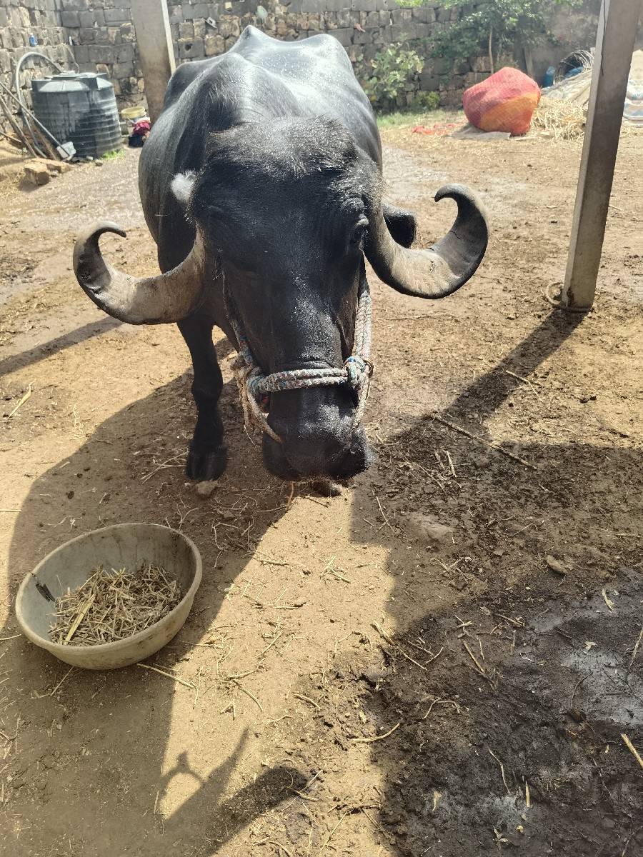 ત્રીજું વેતર