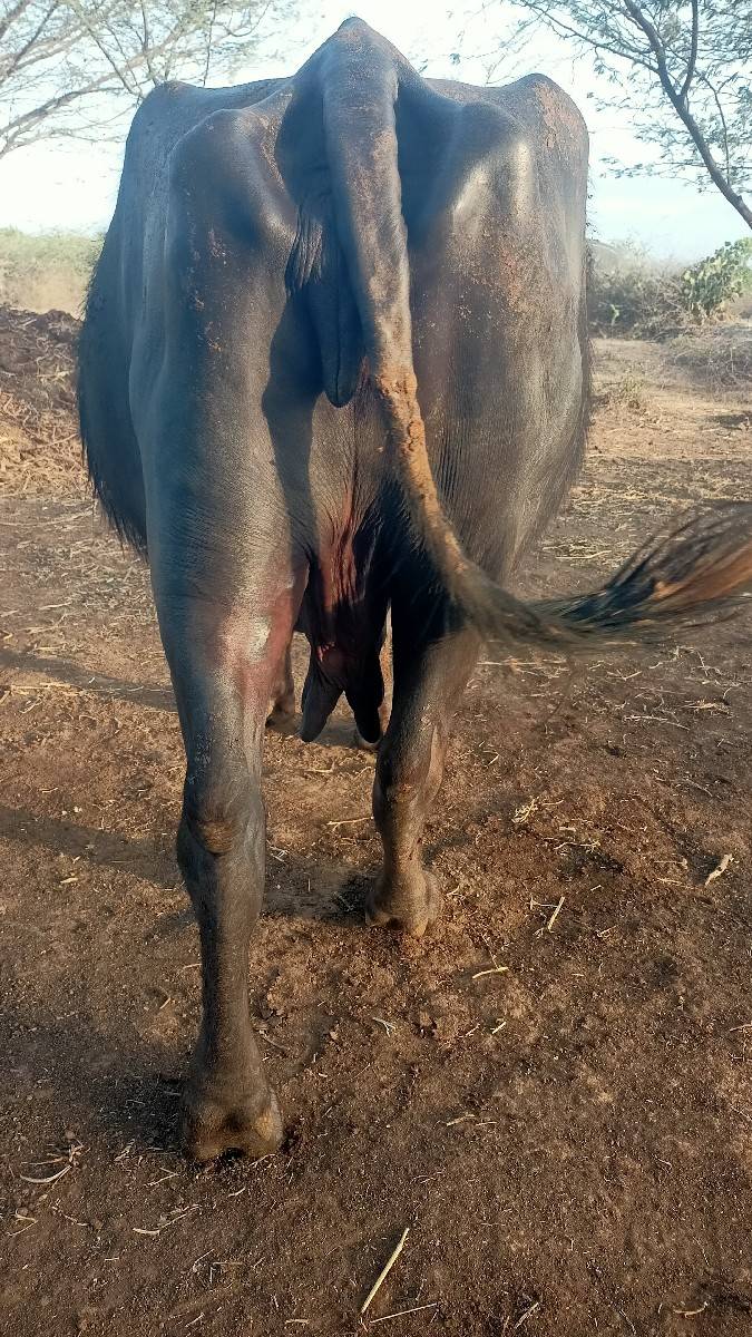 બની ભેંશ વેસવાની છે