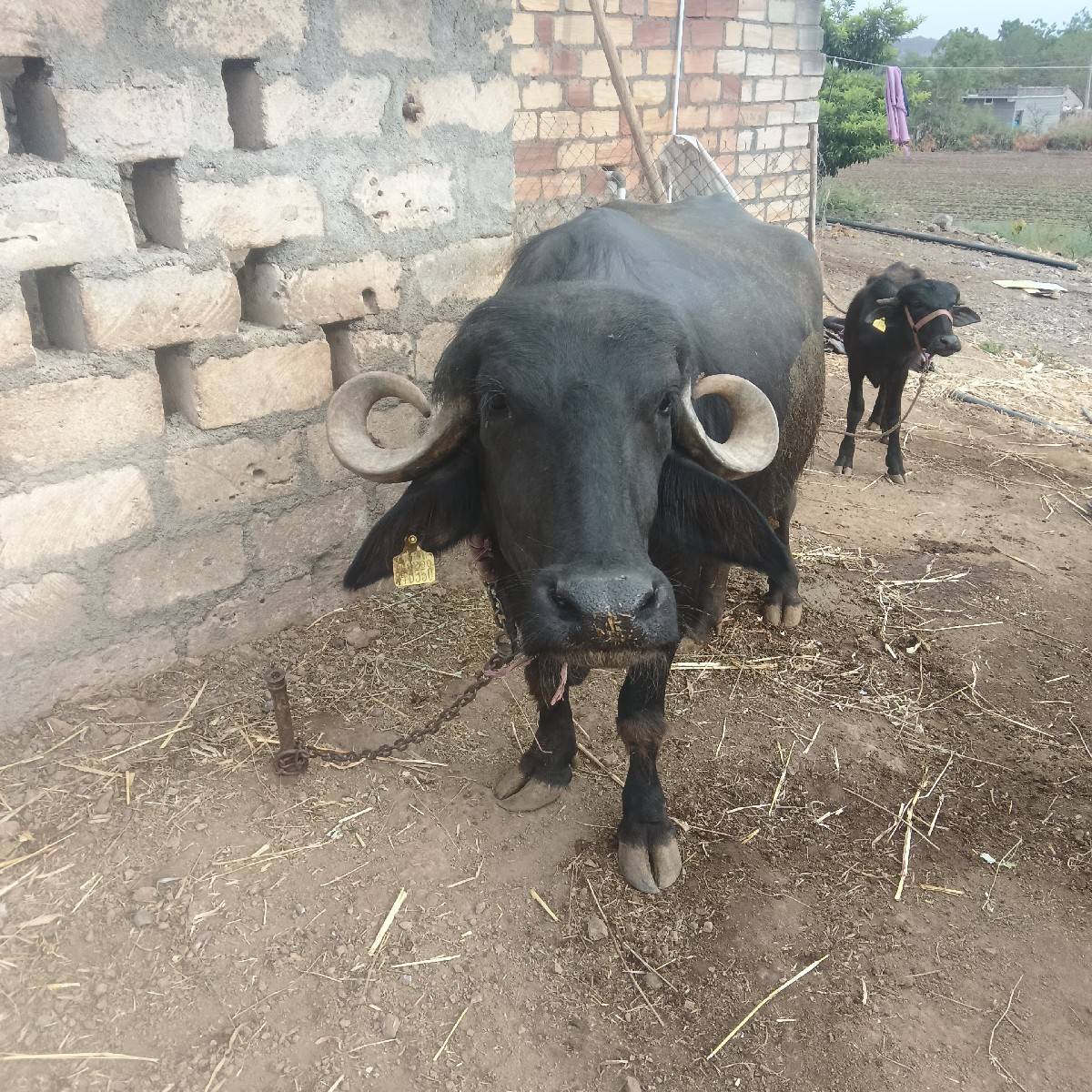 ભેંસ વેચવાની છે