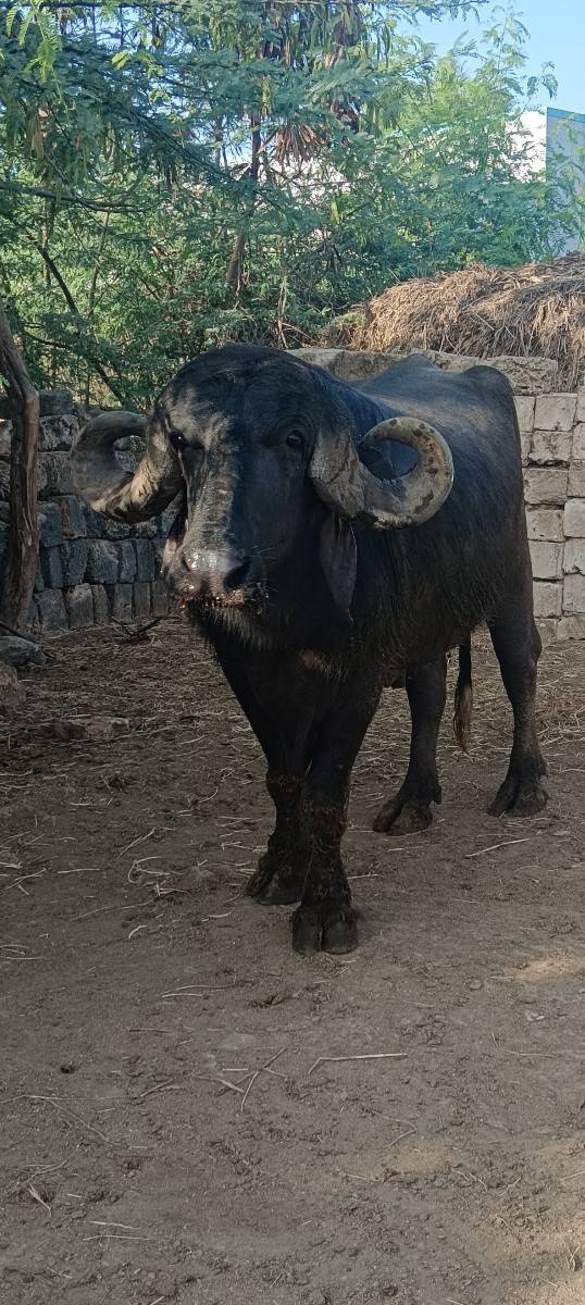 બિજાવાડાનો