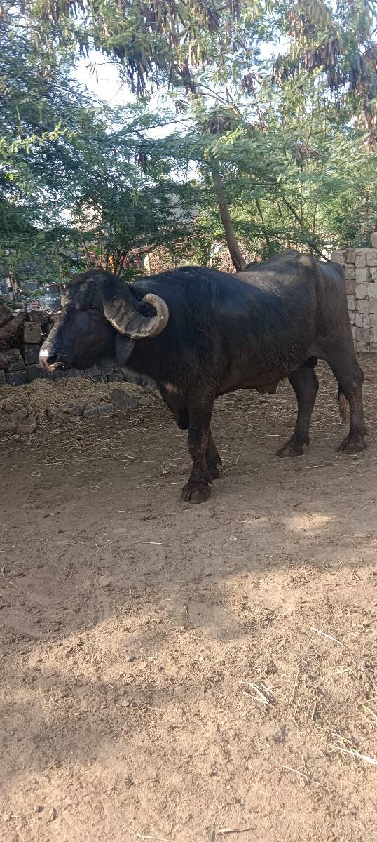 બિજાવાડાનો
