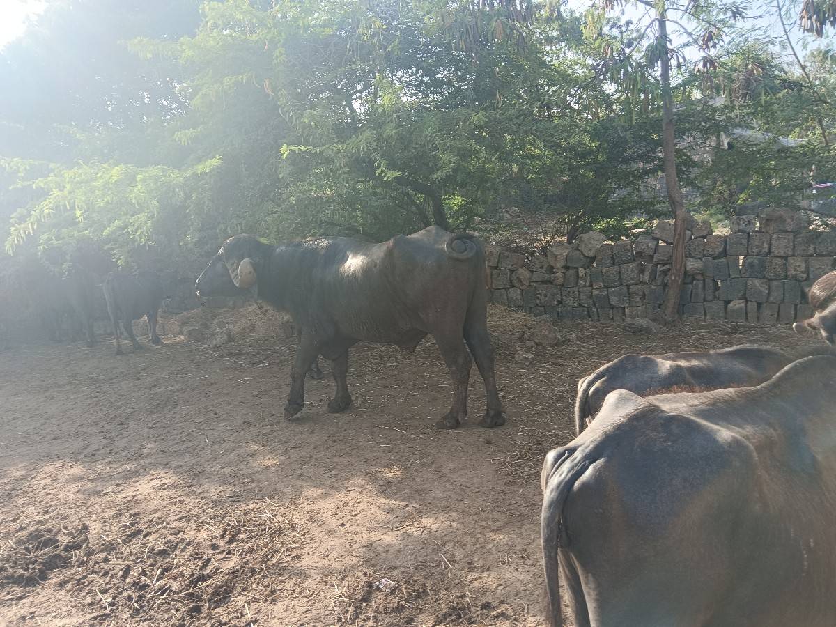 બિજાવાડાનો