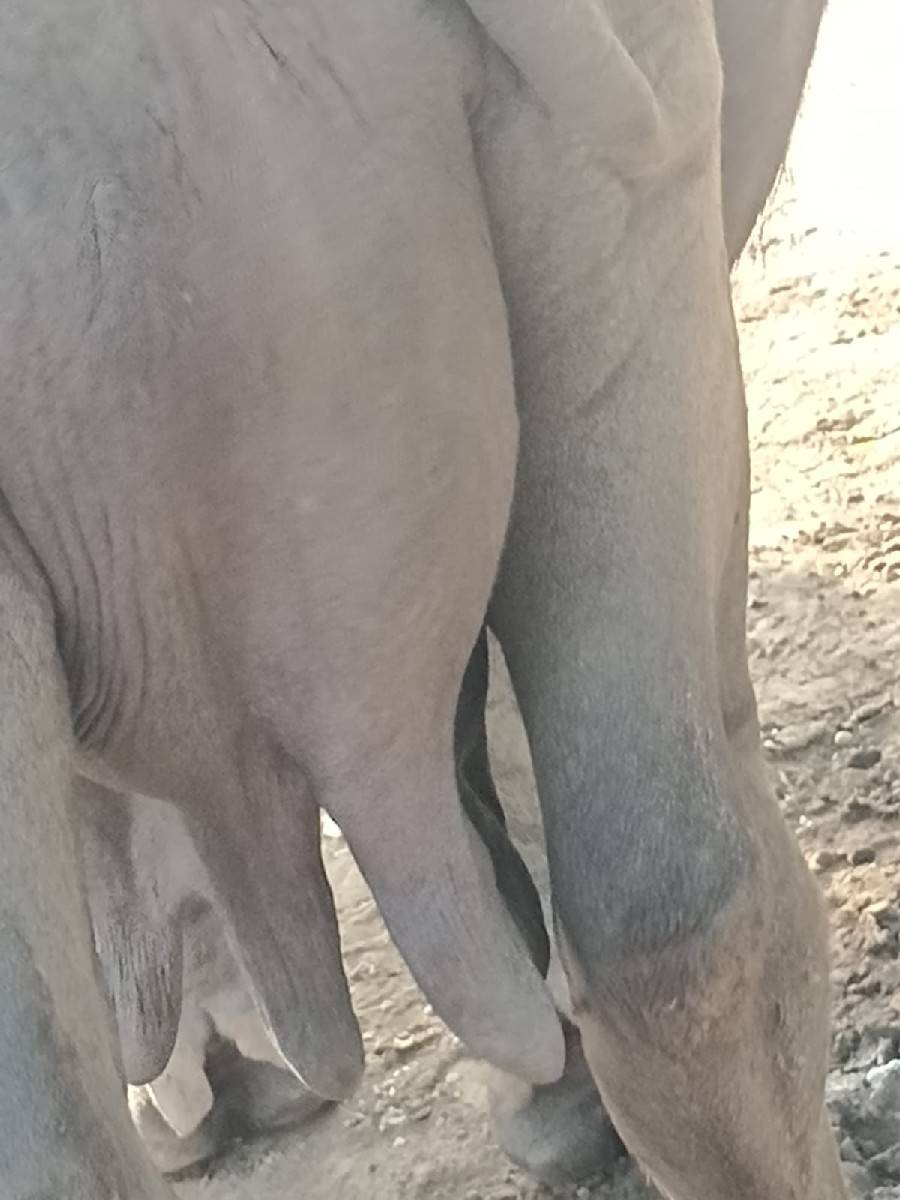 ભેંશ વેચાવ છે