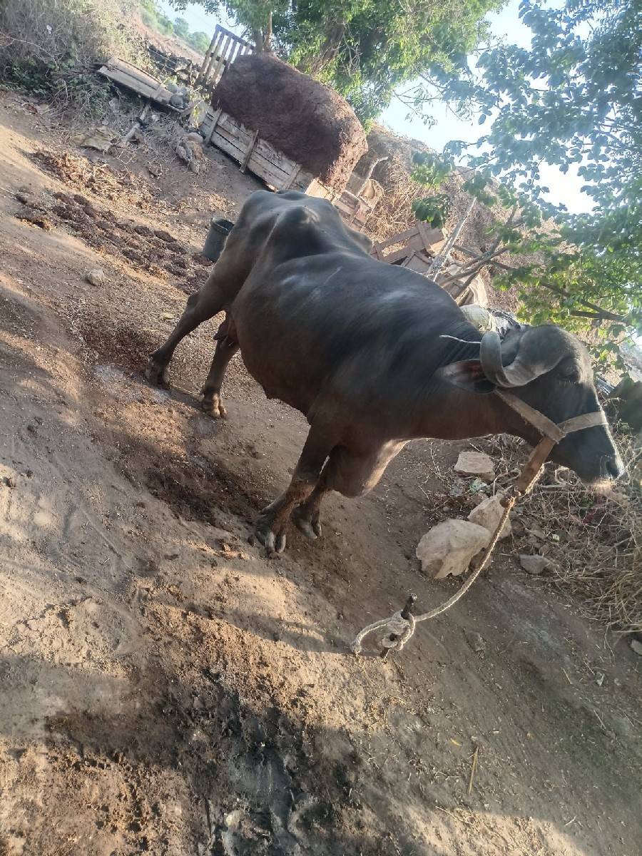 ભેંશ વેચાવ છે