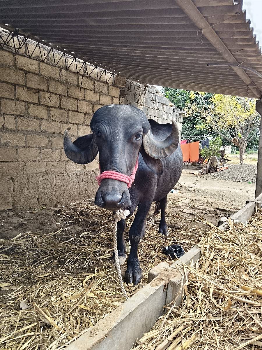 ખડેલો વેચવાનો છે વેતર  પેલુ