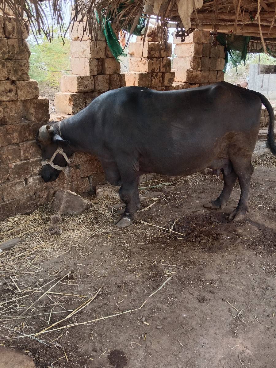 bhaijavetrma se