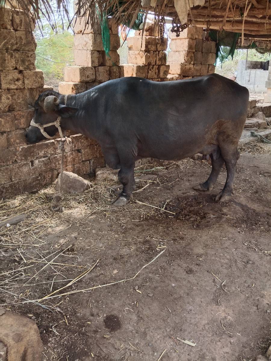bhaijavetrma se