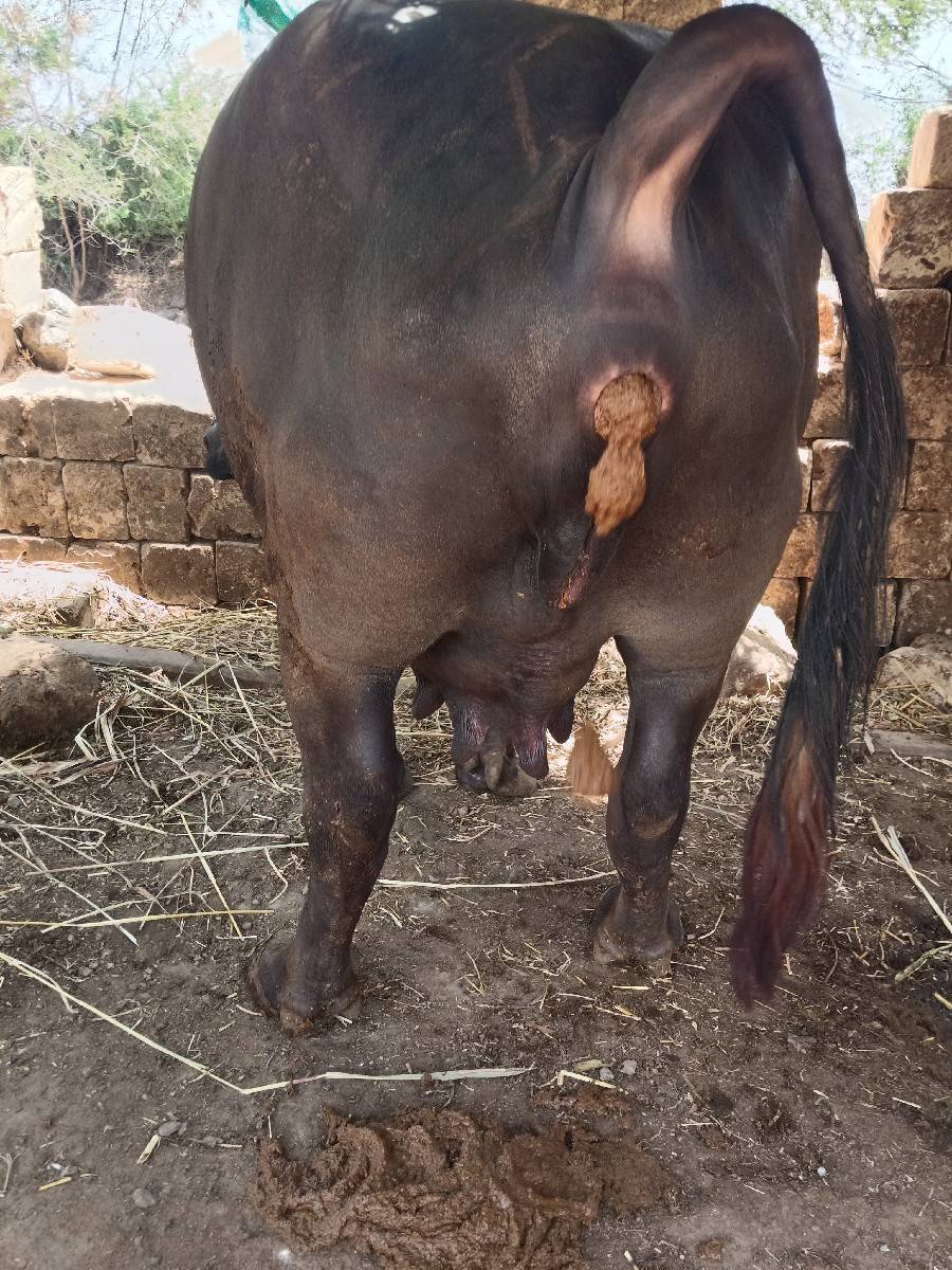 bhaijavetrma se