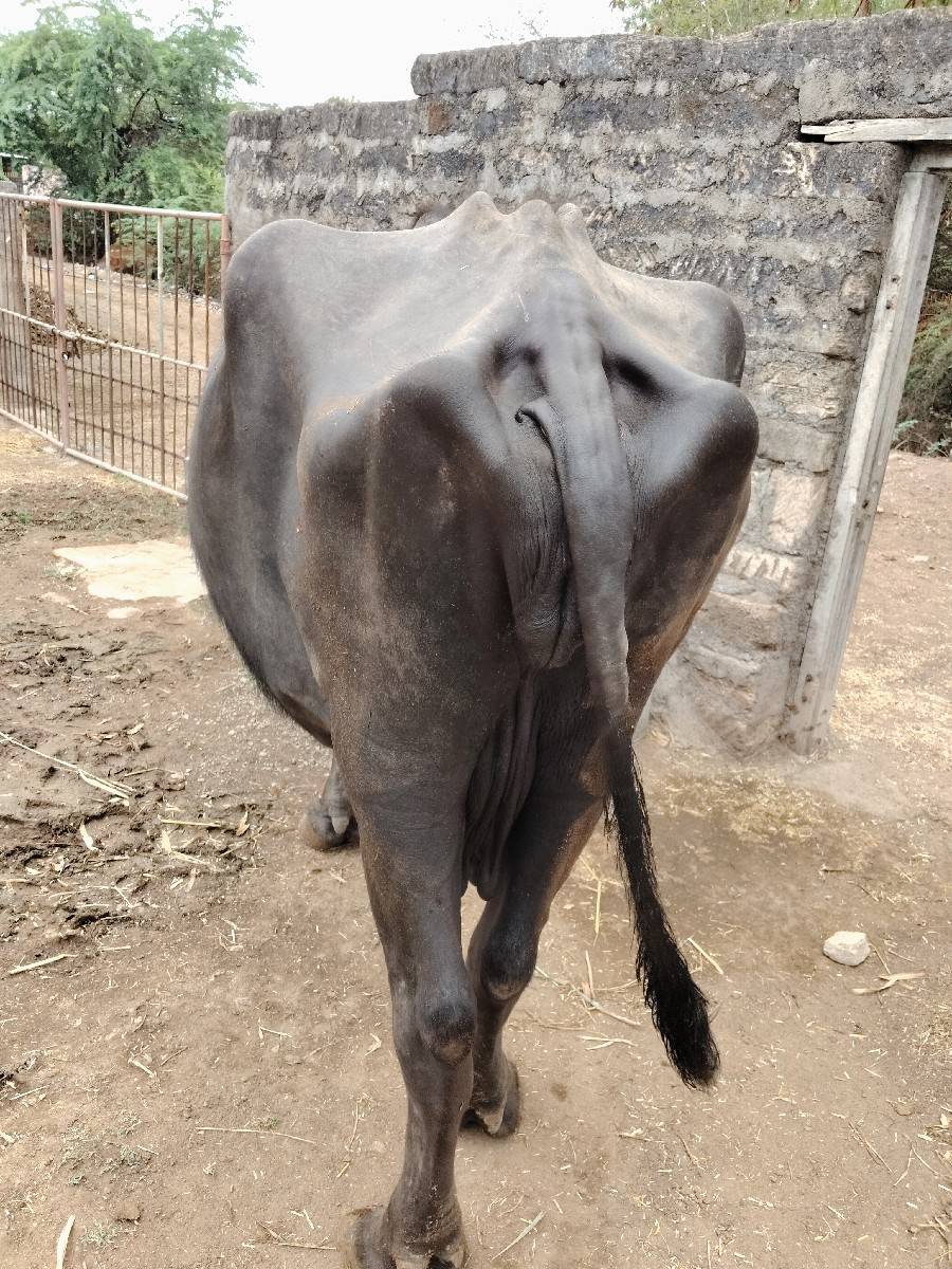 aa bhesh vesh vani che
