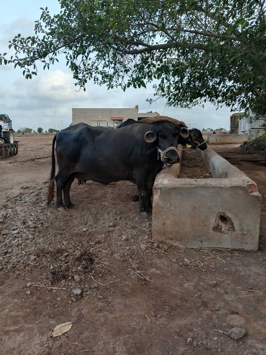 2 bhesu vechvani se