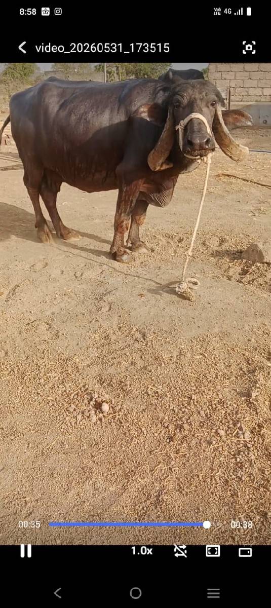ભેંસ વેચવાની છે