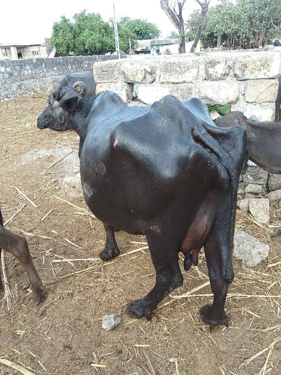 ભેંસ વેચવાની છે