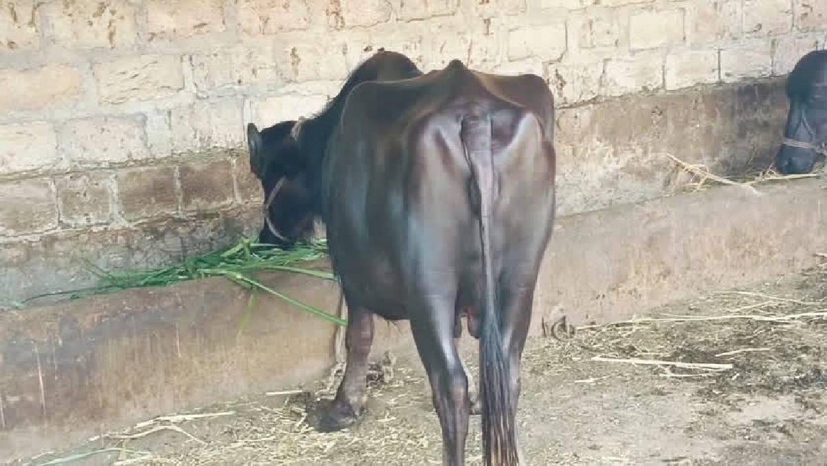 ભેંસ વેચવાની છે