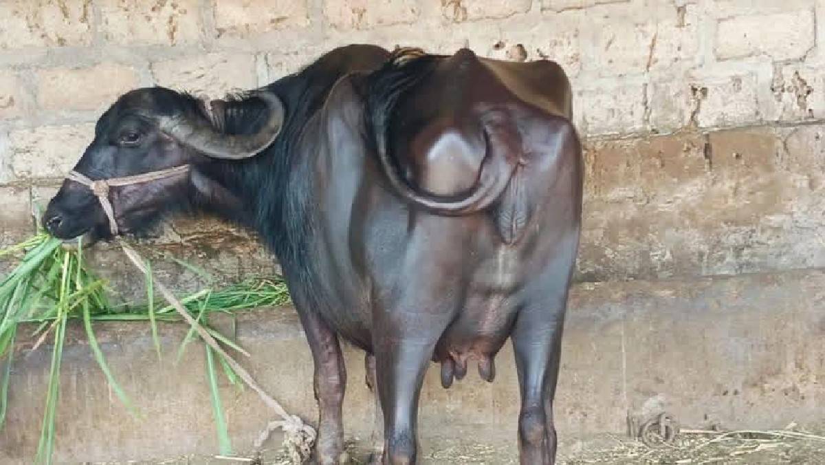 ભેંસ વેચવાની છે