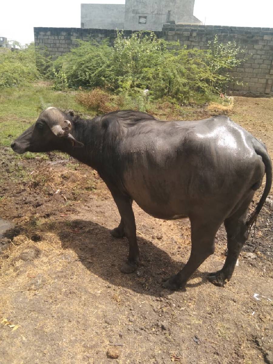 ખડેલી વેચવા  ની છે