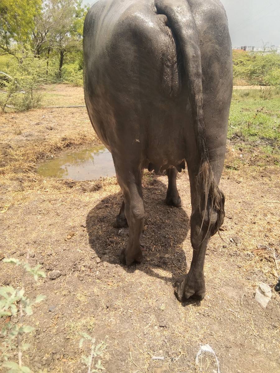 ખડેલી વેચવા  ની છે