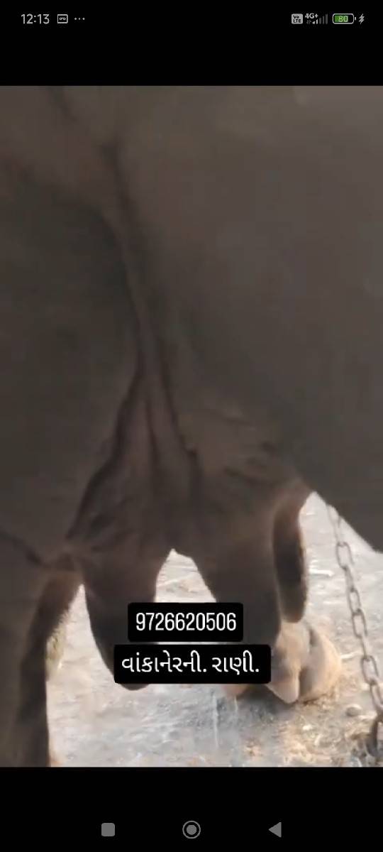પેલૂવેતર. 8મહીનાગાભ