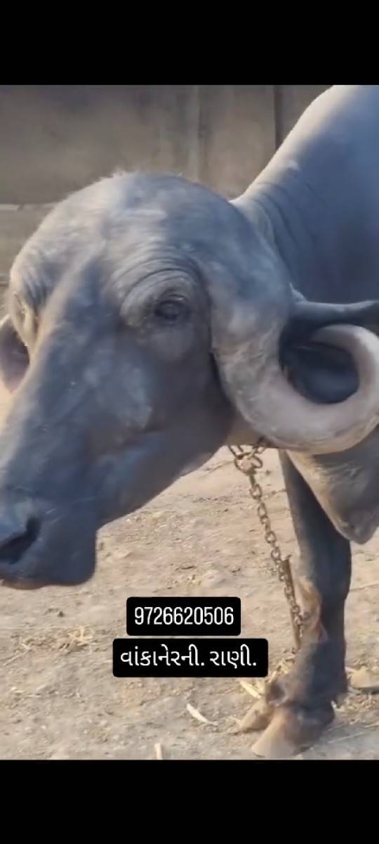 પેલૂવેતર. 8મહીનાગાભ