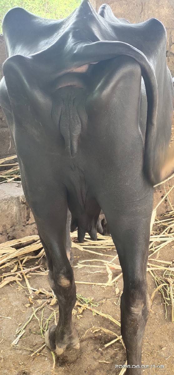 3 જું વેતર
