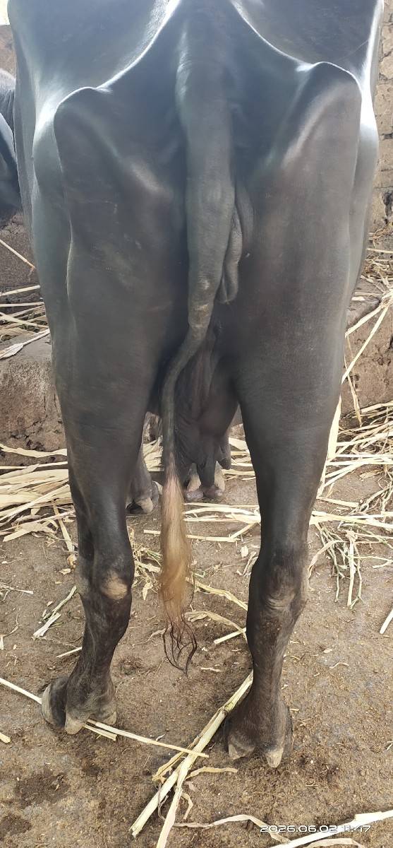 3 જું વેતર