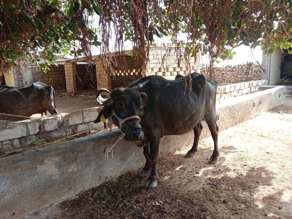 બીજા વેતર ની ખડેલી વેચવાની છે