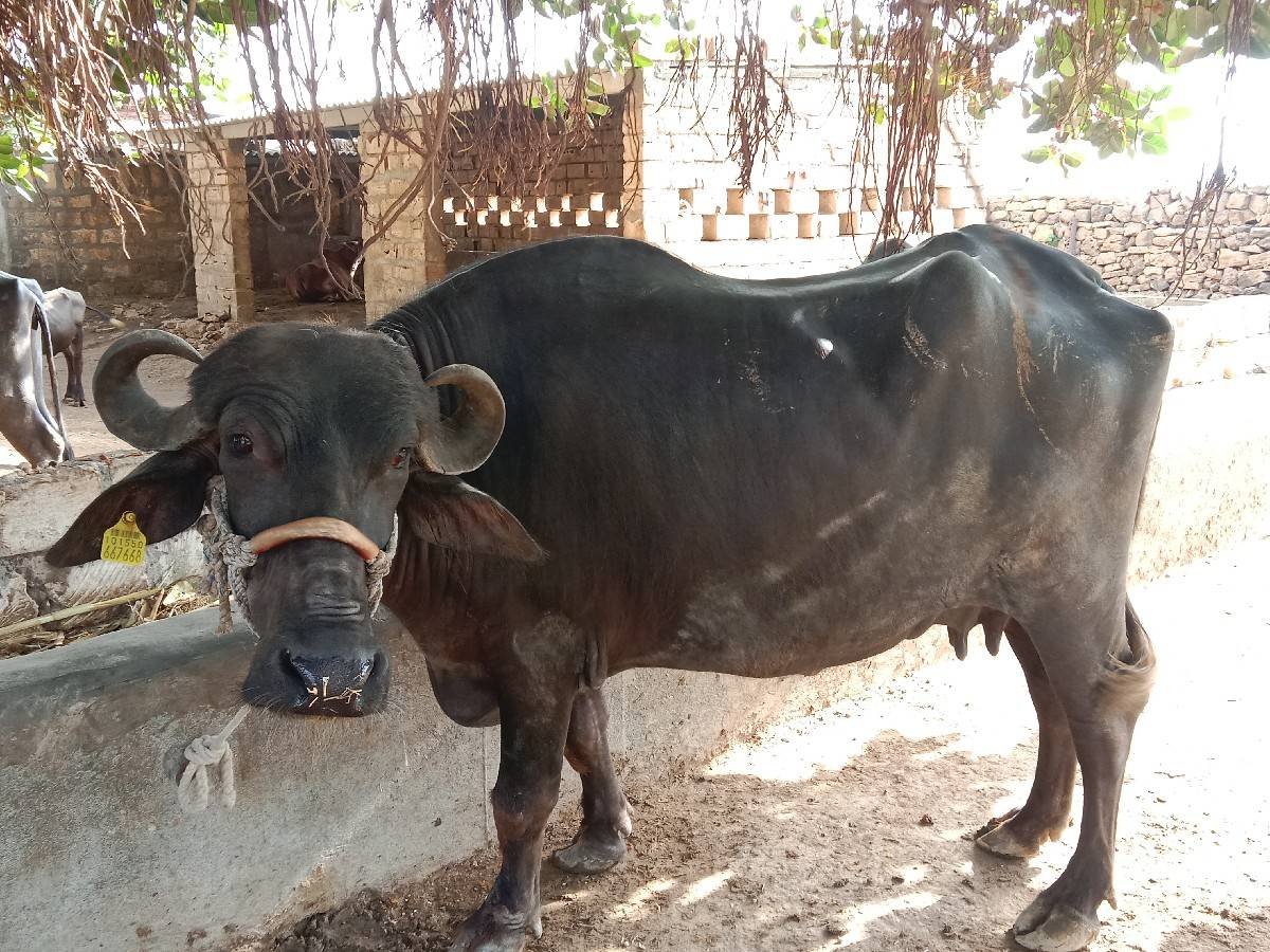 બીજા વેતર ની ખડેલી વેચવાની છે