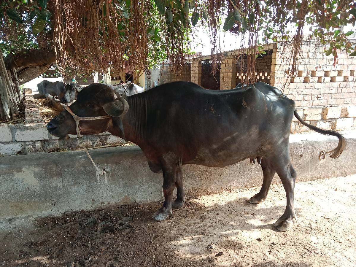 બીજા વેતર ની ખડેલી વેચવાની છે