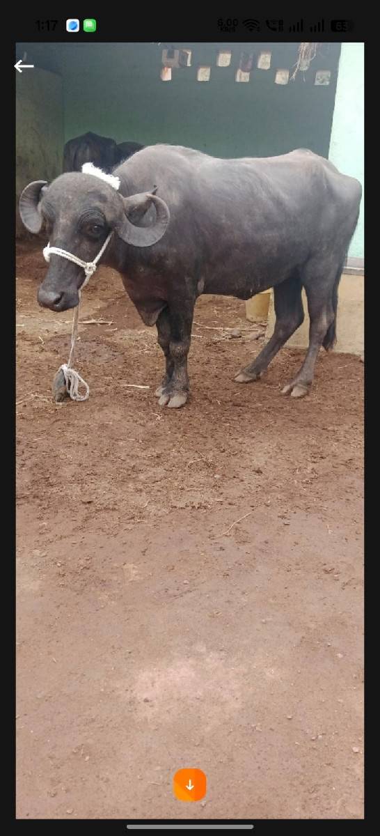 એક ભેસ એક ખડેલી