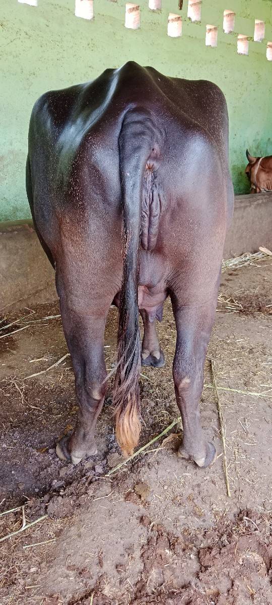 એક ભેસ એક ખડેલી