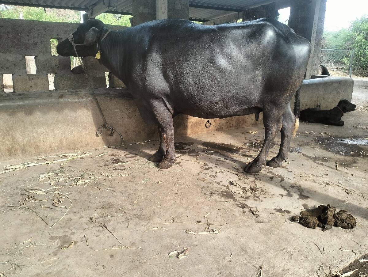 ખડેલી વેસવાની સે
