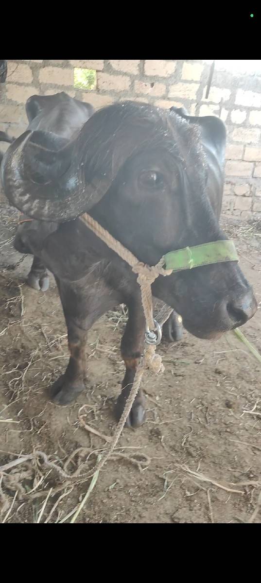 પહેલા વેતર ની ખડેલી