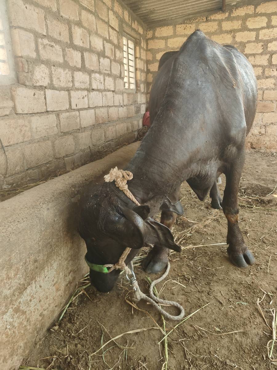 પહેલા વેતર ની ખડેલી