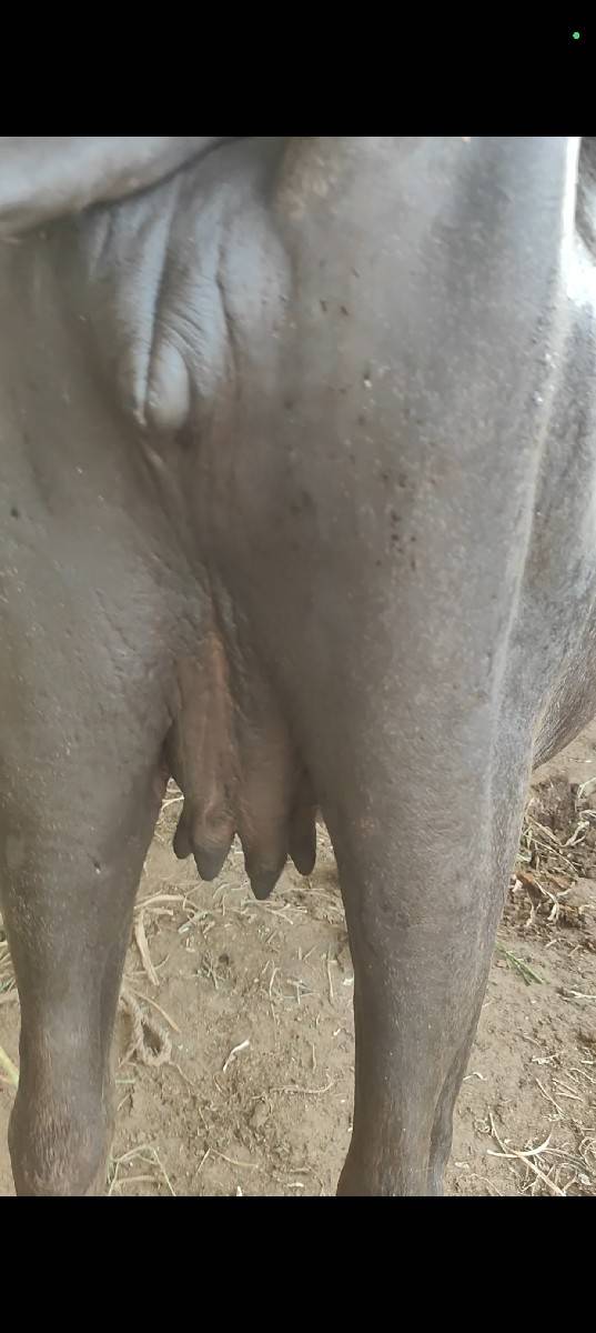 પહેલા વેતર ની ખડેલી