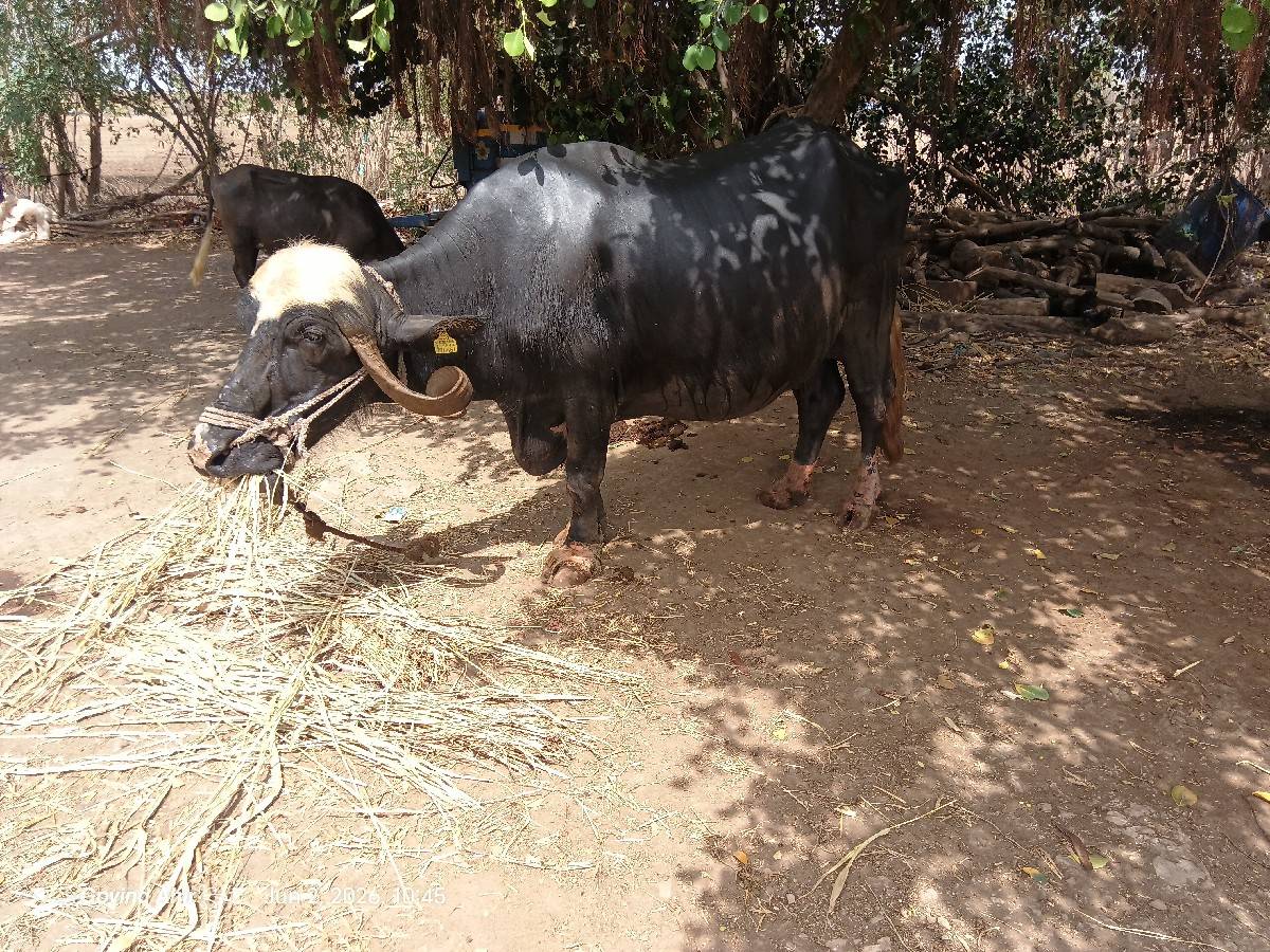 ભેંસ વેચવાની છે