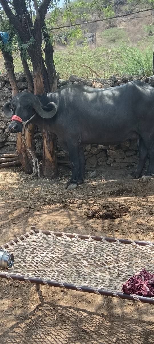 ભેંસ
