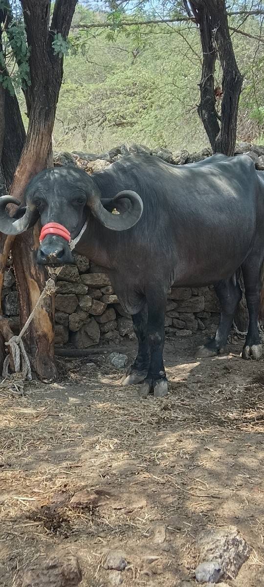 ભેંસ