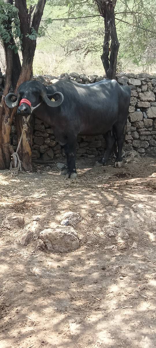ભેંસ