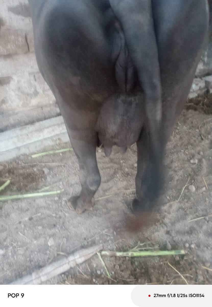 ભેંસ વેચવાની છે